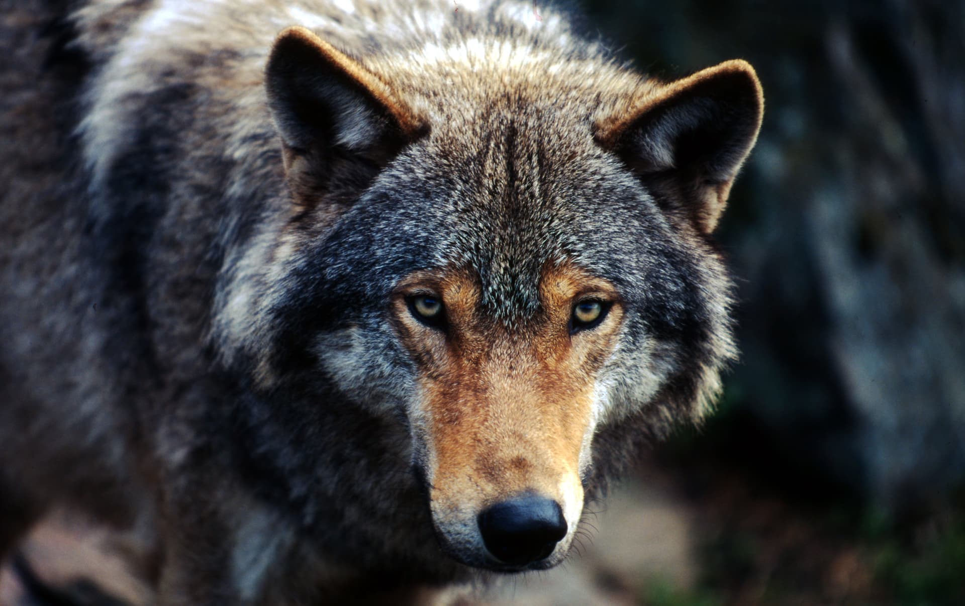 Diventa amico del lupo! di WWF Programma Alpi Europeo Diventa amico del lupo!-WWF Programma Alpi Europeo