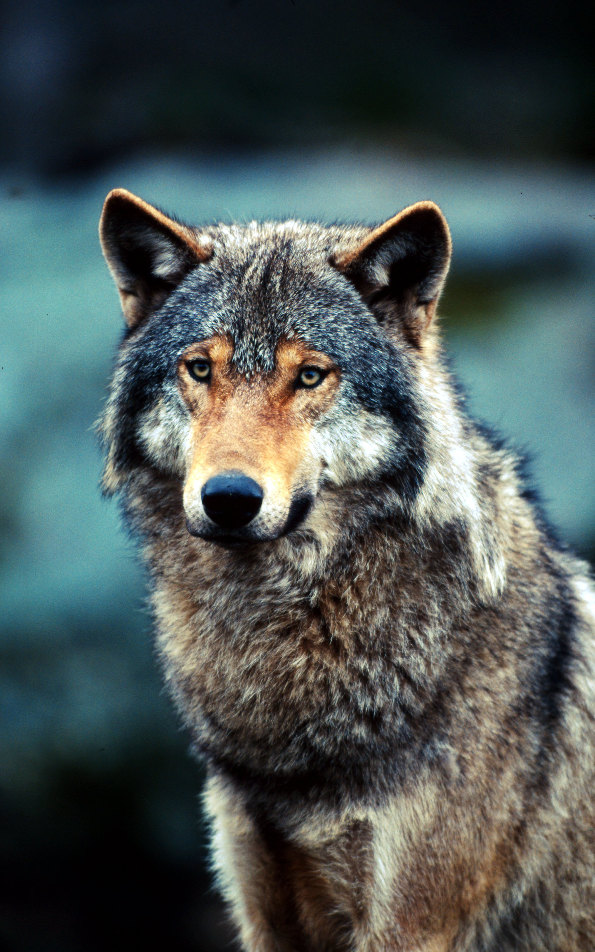 Diventa amico del lupo! di WWF Programma Alpi Europeo Diventa amico del lupo!-WWF Programma Alpi Europeo