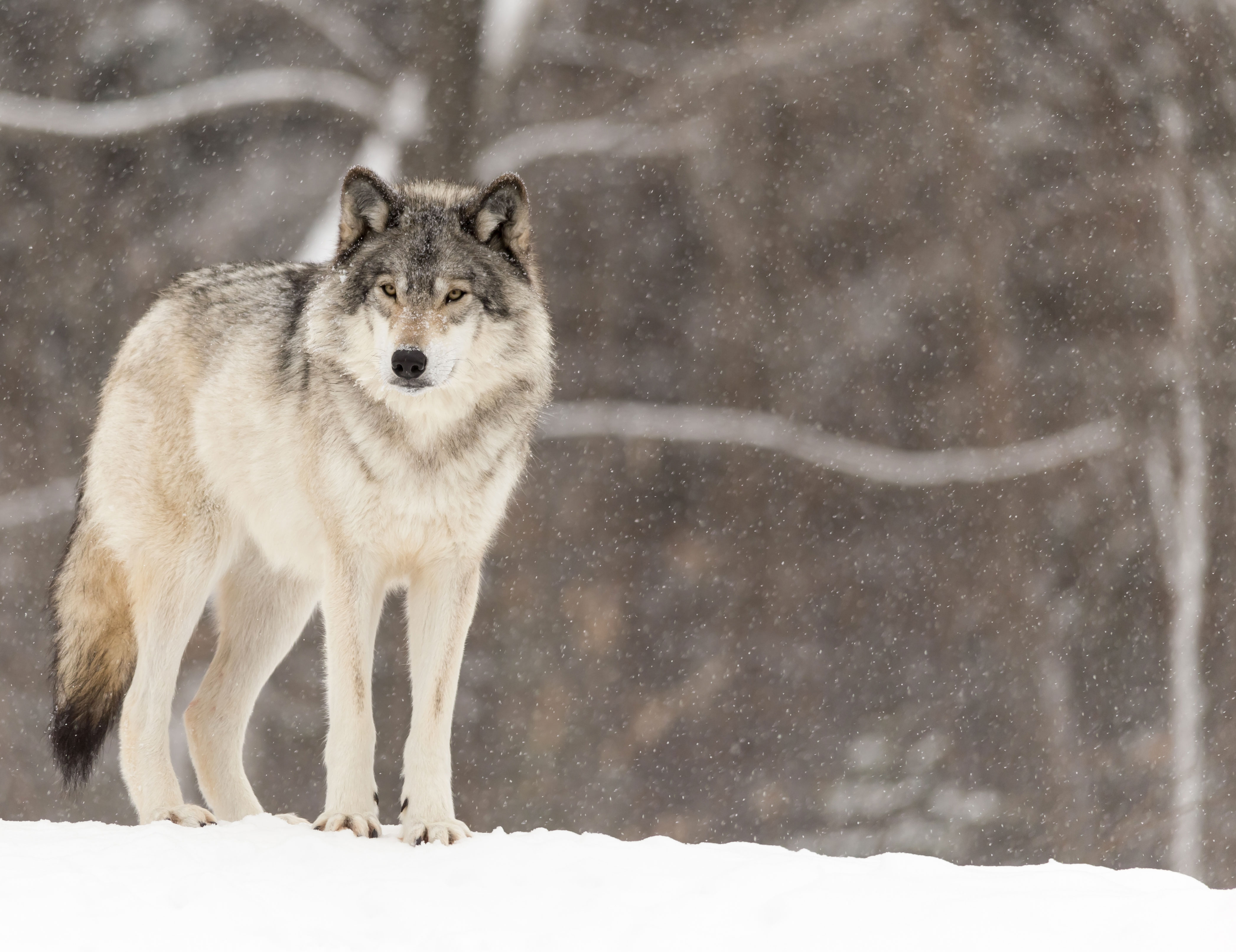 Diventa amico del lupo! di WWF Programma Alpi Europeo Diventa amico del lupo!-WWF Programma Alpi Europeo