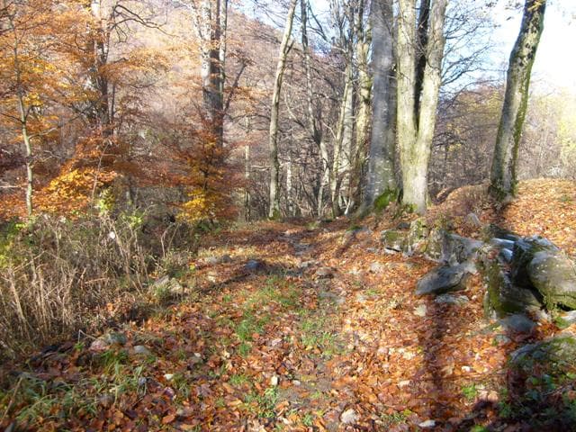 nel bosco