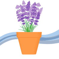 Lavanda