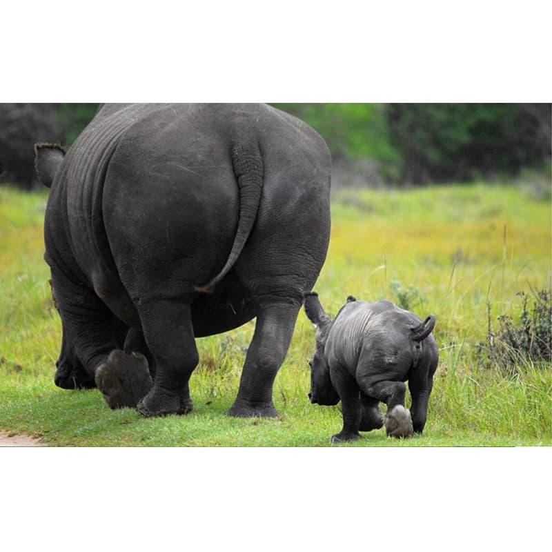 Run For Rhino -Andrea Pelo di Giorgio