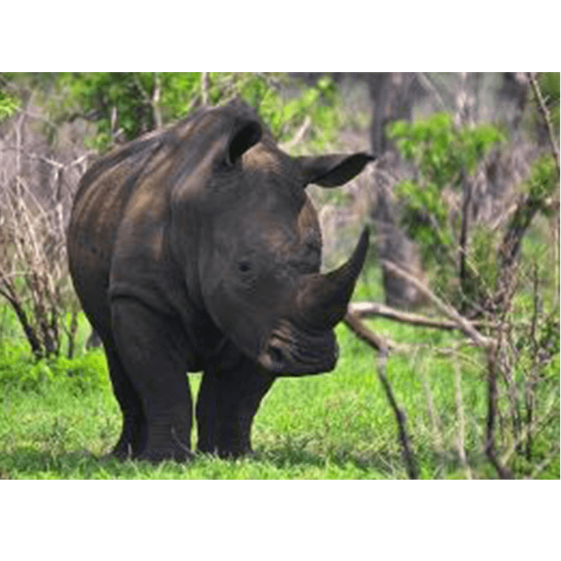 Run For Rhino -Andrea Pelo di Giorgio
