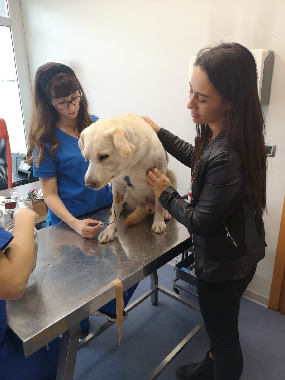 Cane donatore, amici di sangue-Confido in Brugherio