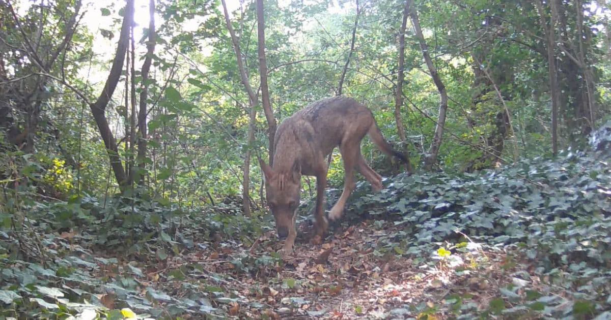 Il mio amico stagno-Associazione Naturalistica Argonauta