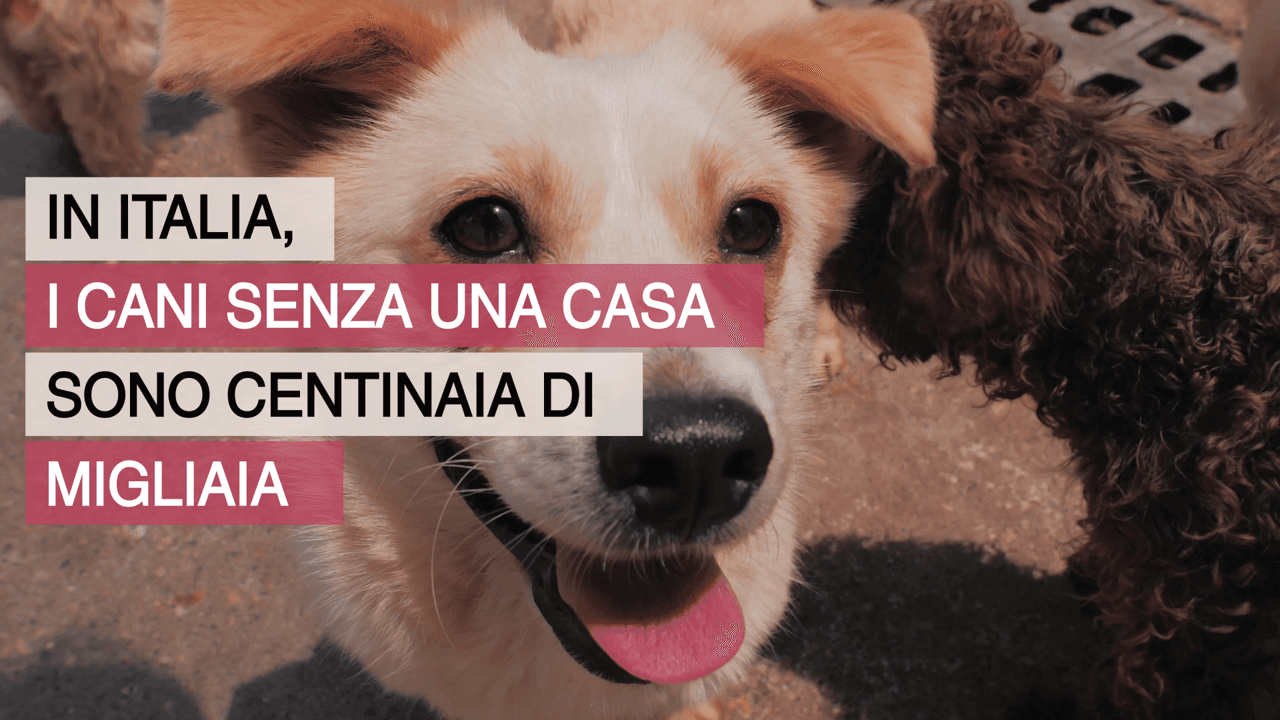 Lions contro l'abbandono e il randagismo-Distretto Lions MilanoCittàMetropolitana