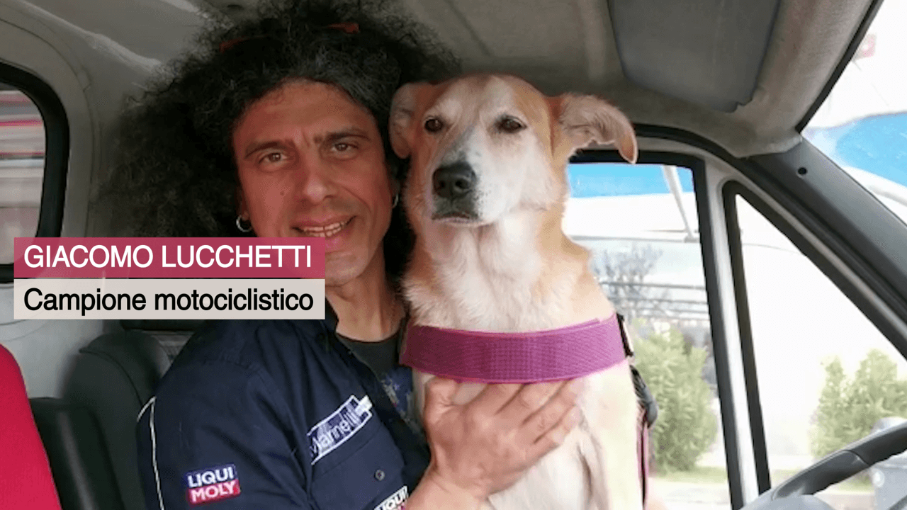 Lions contro l'abbandono e il randagismo-Distretto Lions MilanoCittàMetropolitana