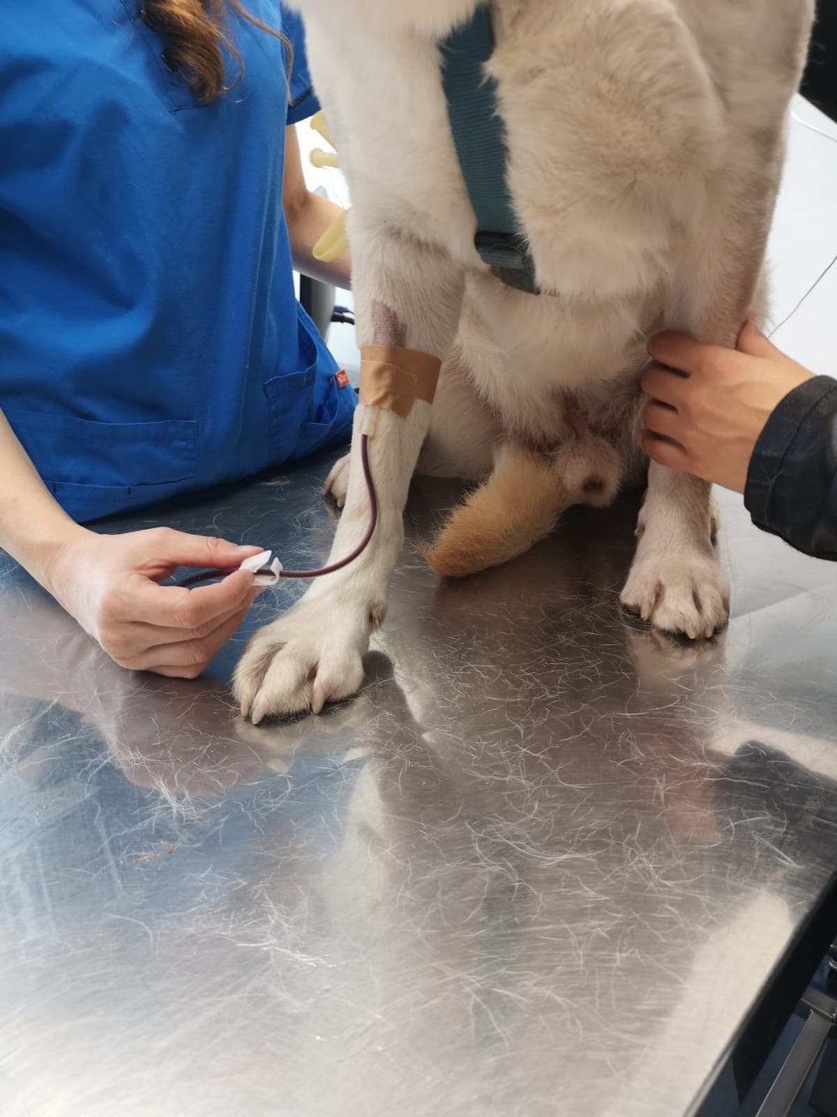 Cane donatore, amici di sangue-Confido in Brugherio