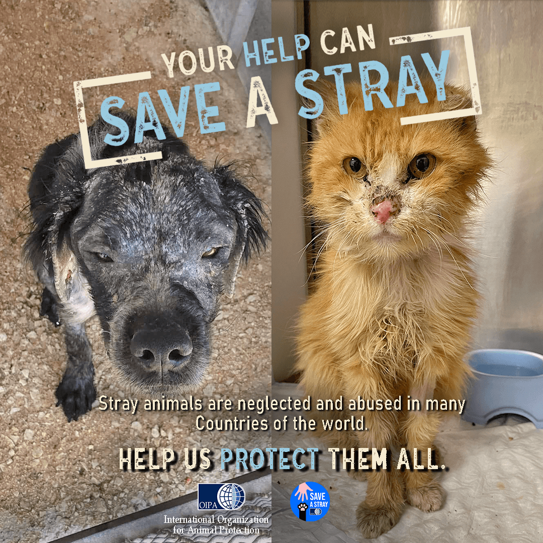 Campagna "Save A Stray"