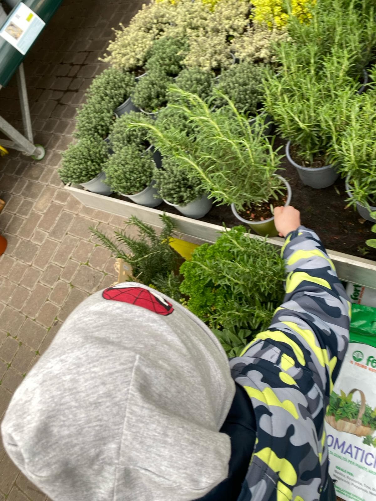 Erbe aromatiche