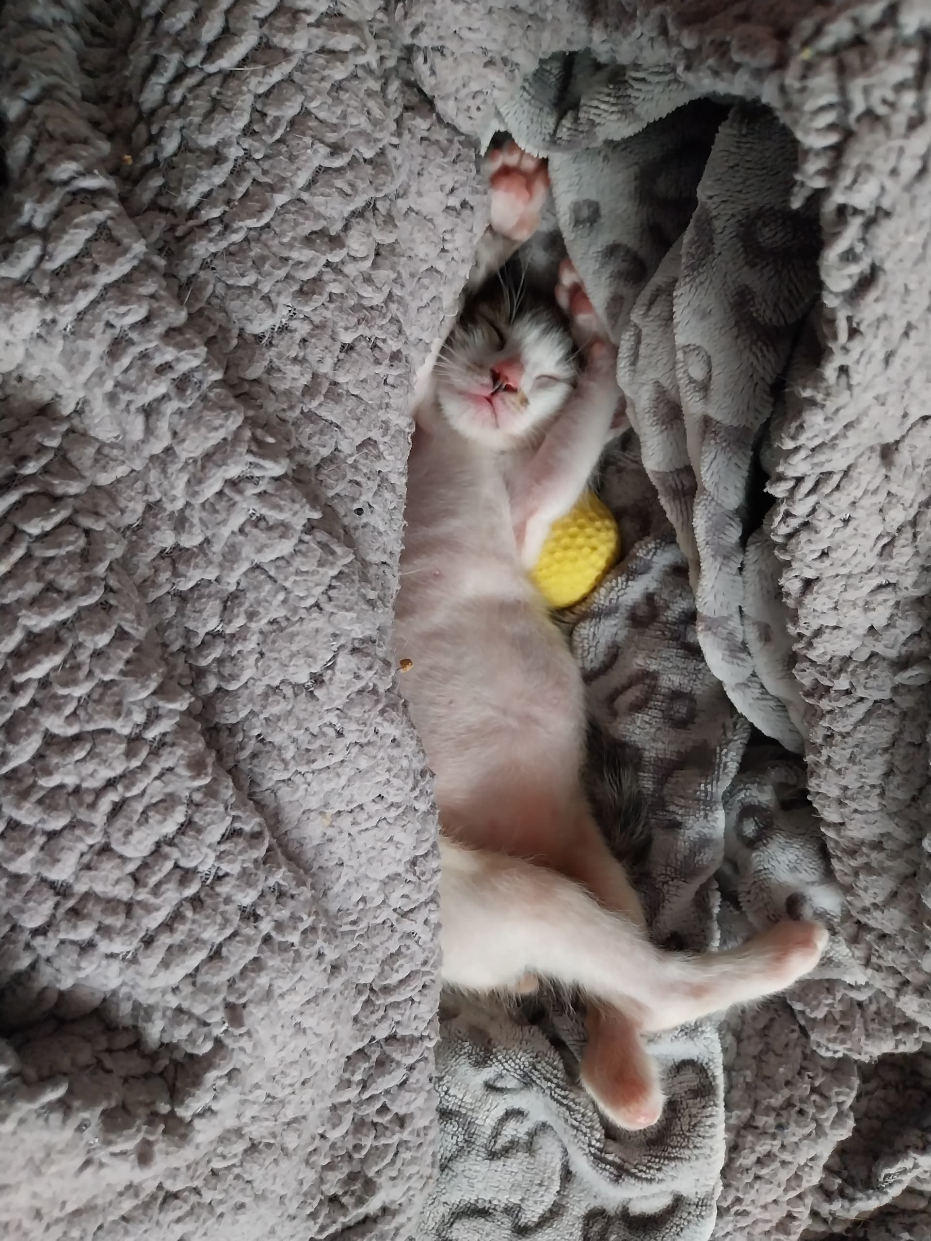 catilina