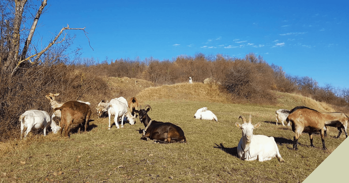 Per la Rinascita Pastorale di Paraloup di Fondazione Nuto Revelli Per la Rinascita Pastorale di Paraloup-Fondazione Nuto Revelli