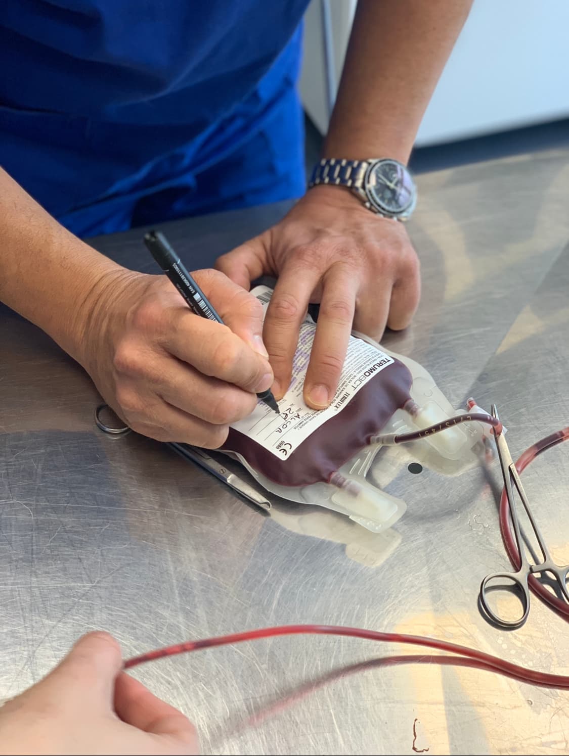 Cane donatore, amici di sangue di Confido in Brugherio Cane donatore, amici di sangue-Confido in Brugherio