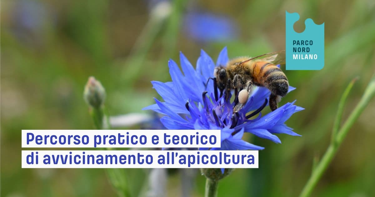 Percorso teorico e pratico apicoltura di Parco Nord Milano Percorso teorico e pratico apicoltura-Parco Nord Milano