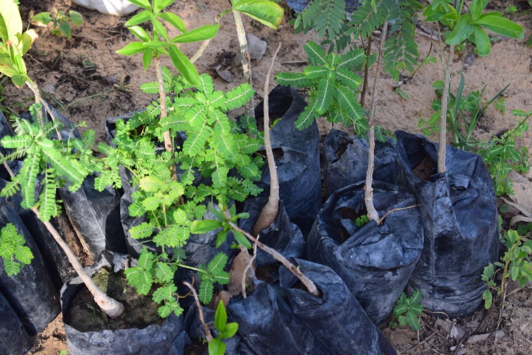 1000 ALBERI CONTRO OCEANO E DESERTO di CISV 1000 ALBERI CONTRO OCEANO E DESERTO -CISV
