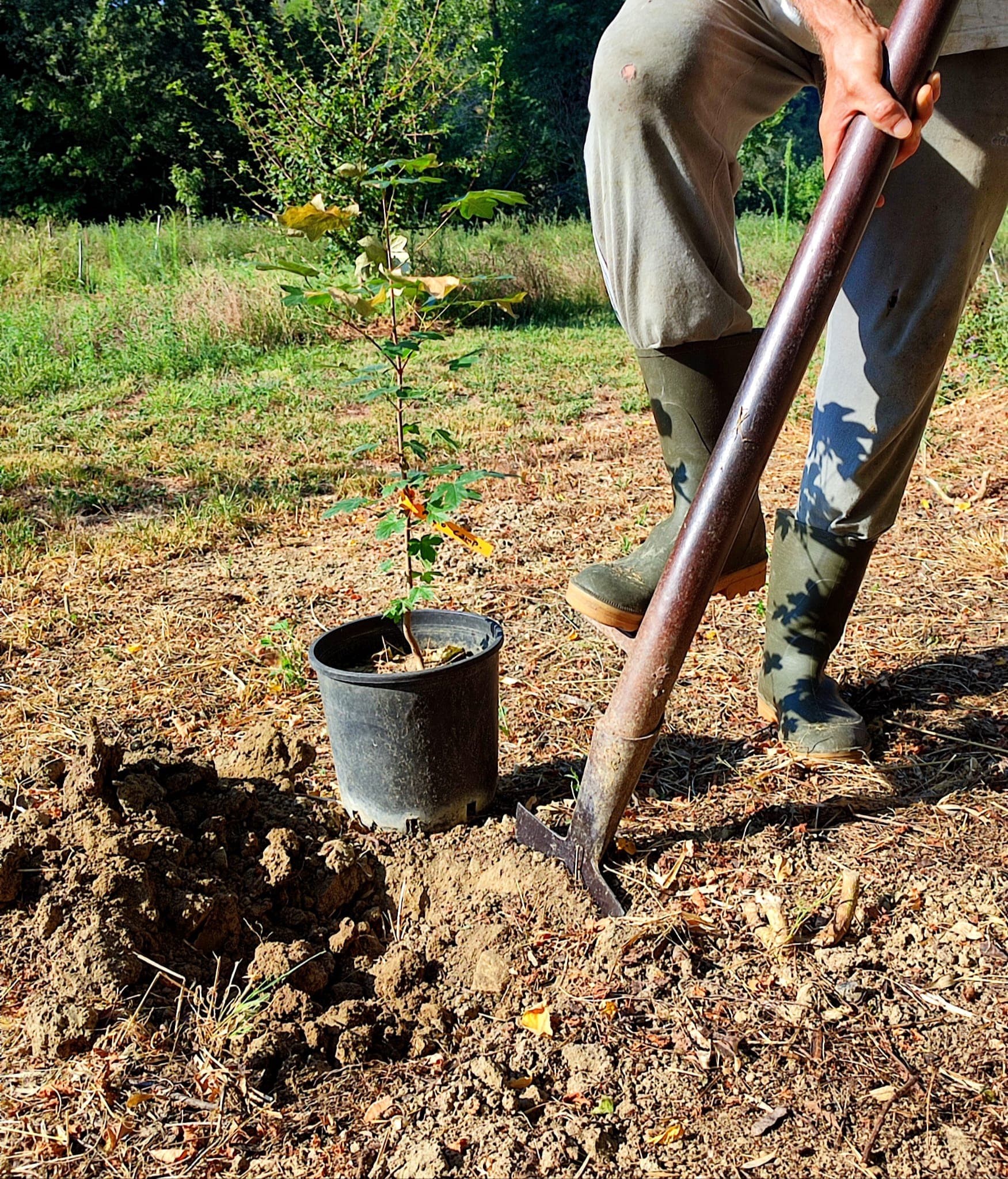 UN NUOVO BOSCO PER LA VITA di La Lupus in Fabula UN NUOVO BOSCO PER LA VITA-La Lupus in Fabula
