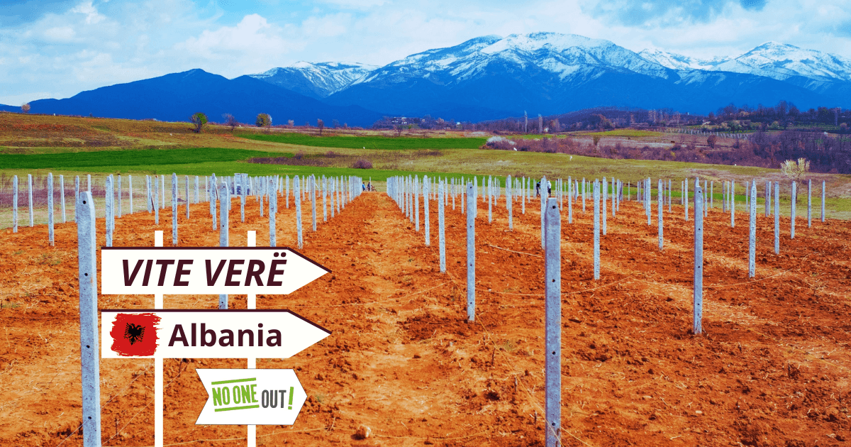 VITE VERË - Vigneti familiari in Albania di NO ONE OUT VITE VERË - Vigneti familiari in Albania-NO ONE OUT