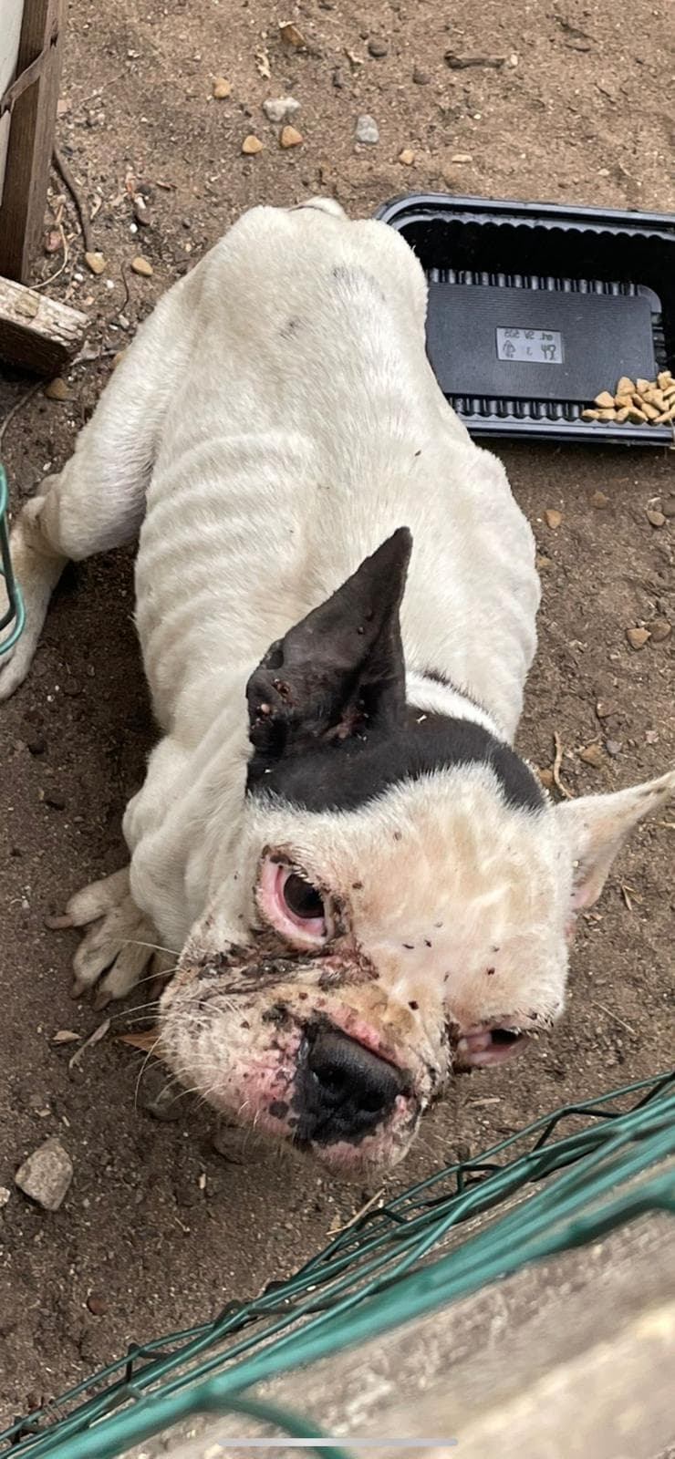 Regaliamo a GERTRUDE una nuova vita di ENPA Regaliamo a GERTRUDE una nuova vita-ENPA