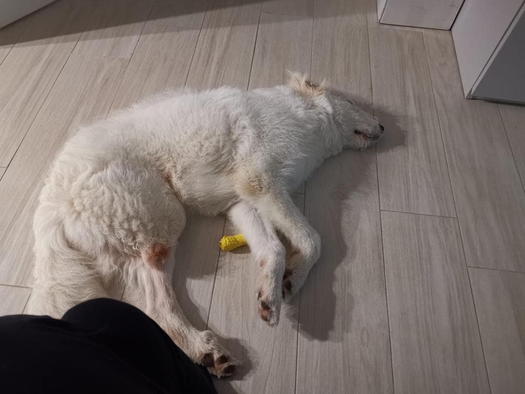 il piccolo Ronnie a 3 zampe di L.N.D.C SEZIONE CAMERINO il piccolo Ronnie a 3 zampe-L.N.D.C SEZIONE CAMERINO