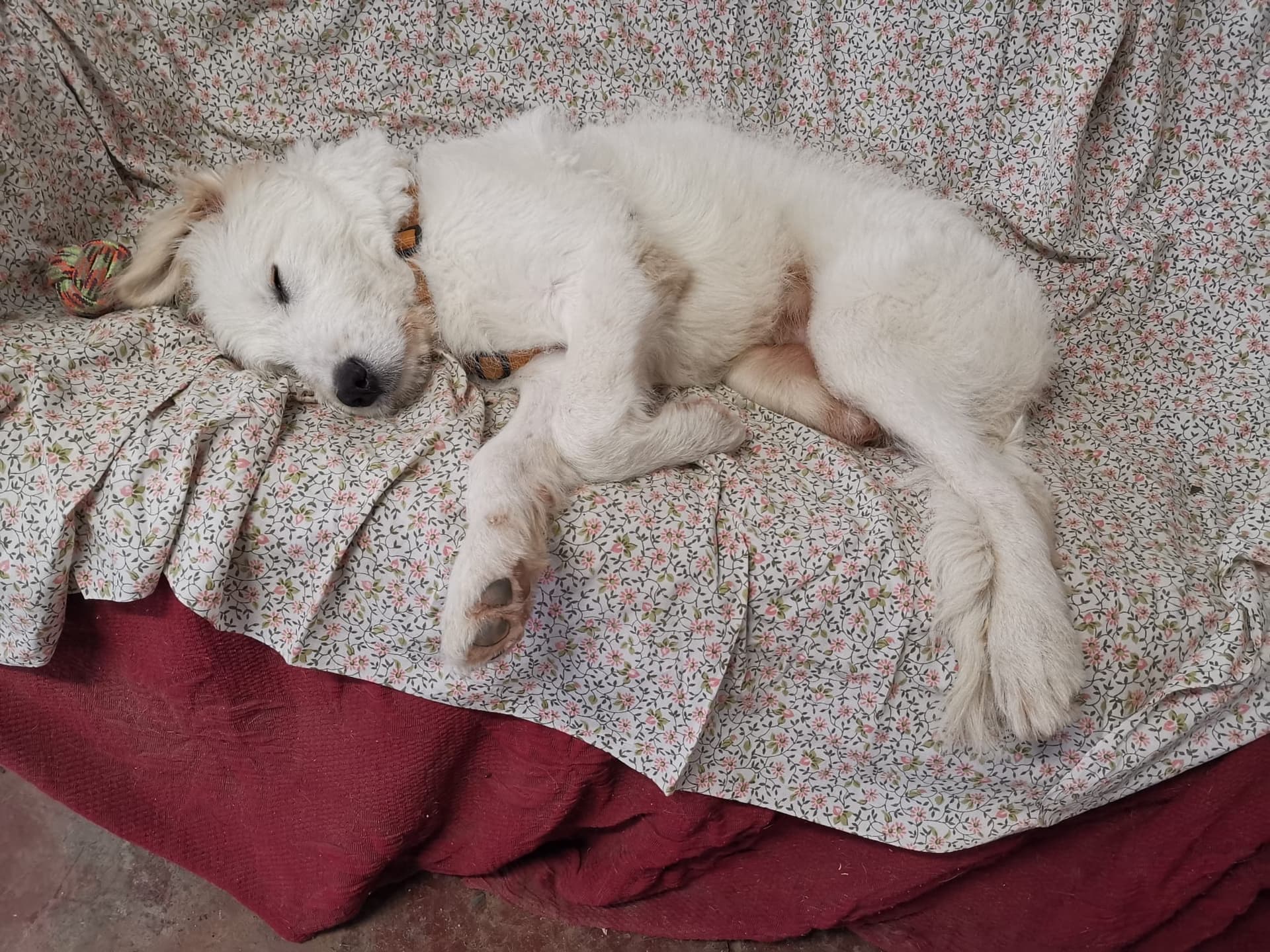 il piccolo Ronnie a 3 zampe di L.N.D.C SEZIONE CAMERINO il piccolo Ronnie a 3 zampe-L.N.D.C SEZIONE CAMERINO