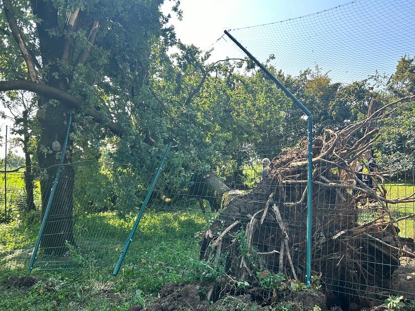 Salviamo l'Abbazia di Mirasole di Progetto Mirasole Salviamo l'Abbazia di Mirasole-Progetto Mirasole