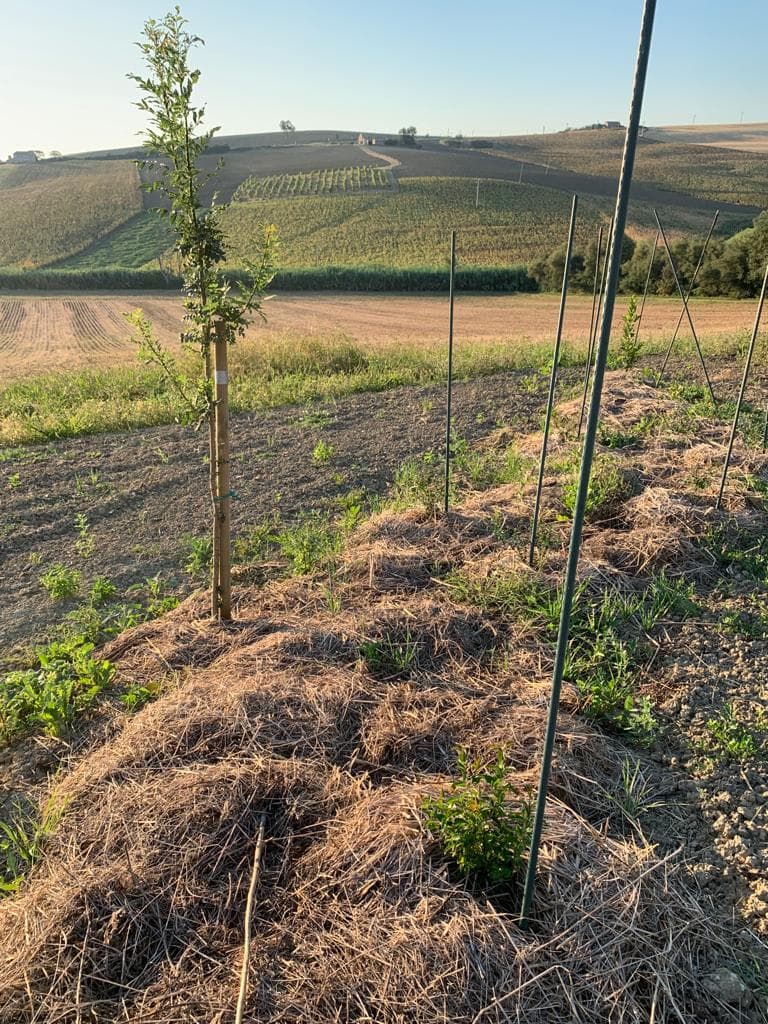 UN NUOVO BOSCO PER LA VITA di La Lupus in Fabula UN NUOVO BOSCO PER LA VITA-La Lupus in Fabula