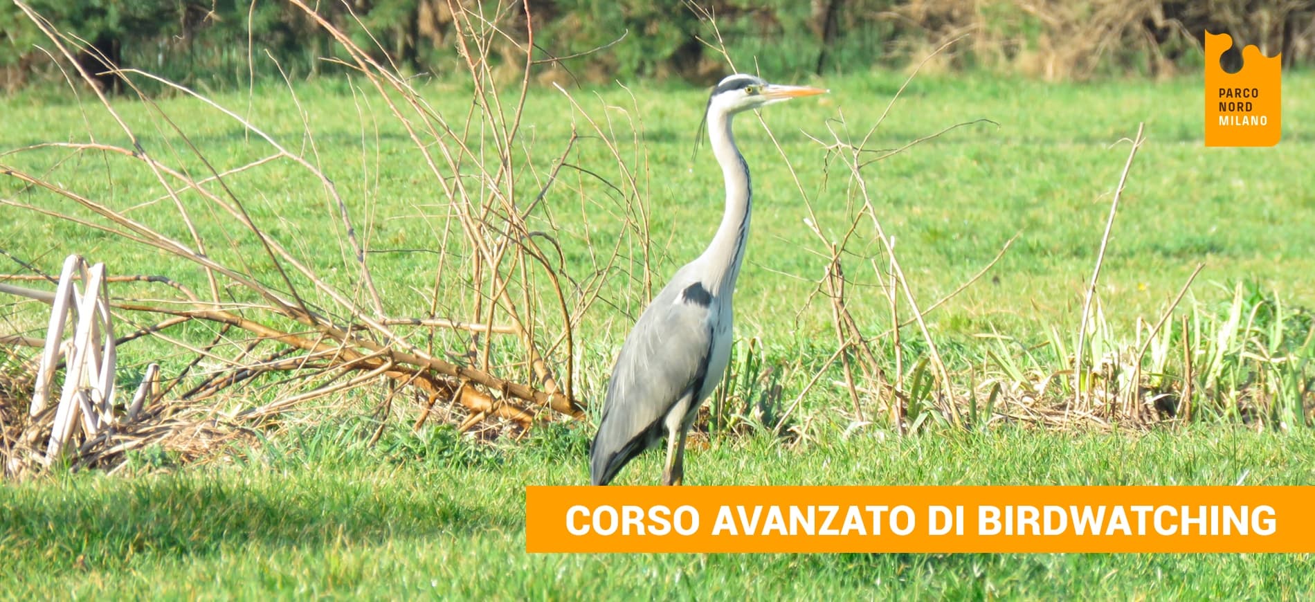 Corso avanzato di Birdwatching di Parco Nord Milano Corso avanzato di Birdwatching-Parco Nord Milano