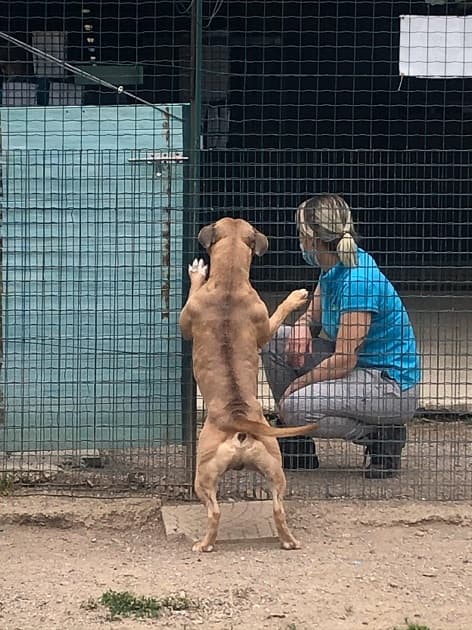 FACCIAMO RETE PER I CANI DEL CANILE VA di FACCIAMO RETE PER I CANI DEL CANILE VA -