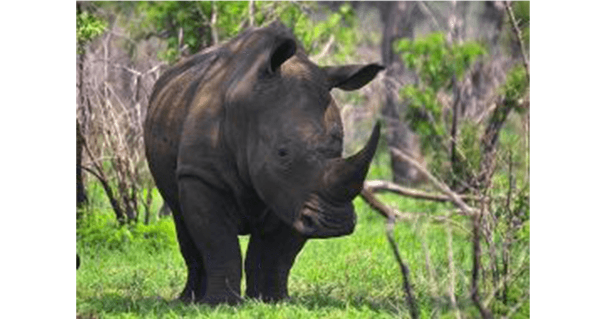 Run For Rhino di D.A.S Run For Rhino-D.A.S
