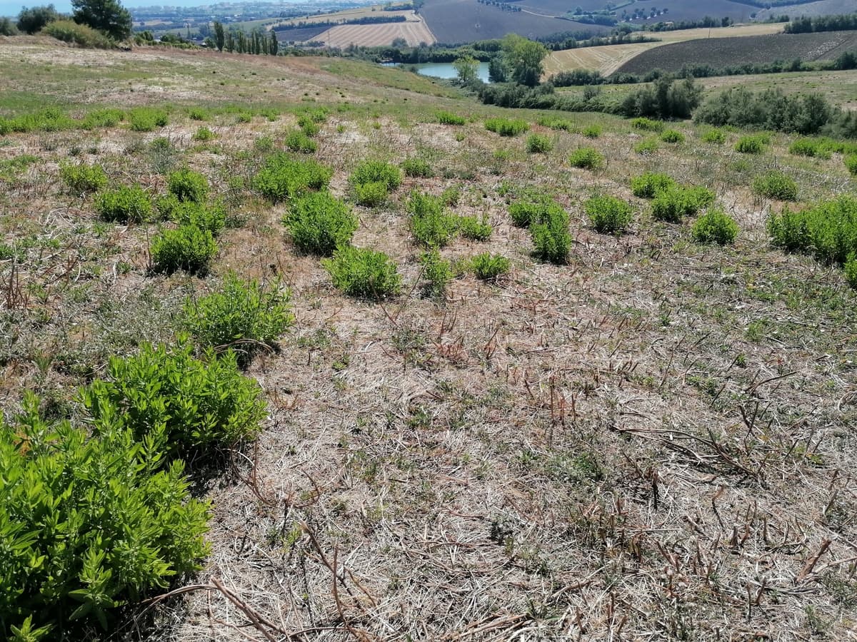 UN NUOVO BOSCO PER LA VITA di La Lupus in Fabula UN NUOVO BOSCO PER LA VITA-La Lupus in Fabula