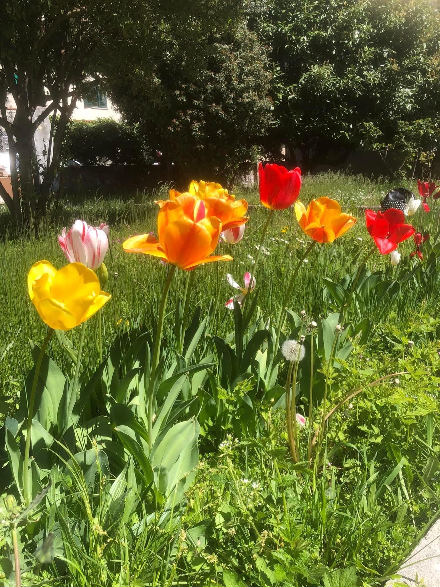 Un giardino per la Vita di Voi come Noi per l’autismo Un giardino per la Vita-Voi come Noi per l’autismo