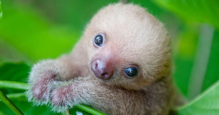 Vax - Squadra 4 (i bradipi)-Mauro Cocci