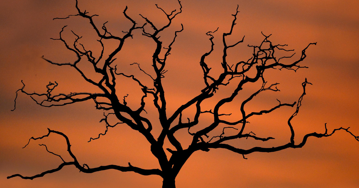 colletti bianchi-WALTER CARRARO