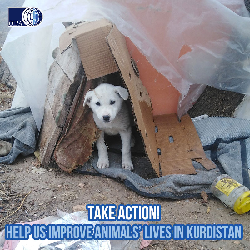 Improve animals'lives