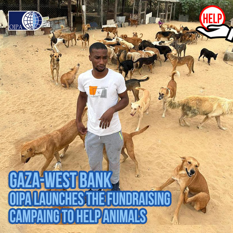 Middle East Emergency