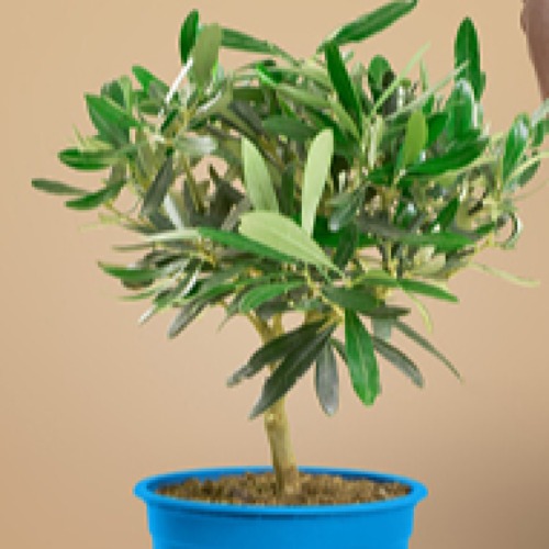 Se doni almeno 30€ = 2 Ulivi UNICEF