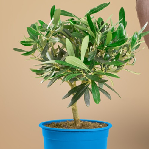 Se doni almeno 15€ = 1 Ulivo UNICEF