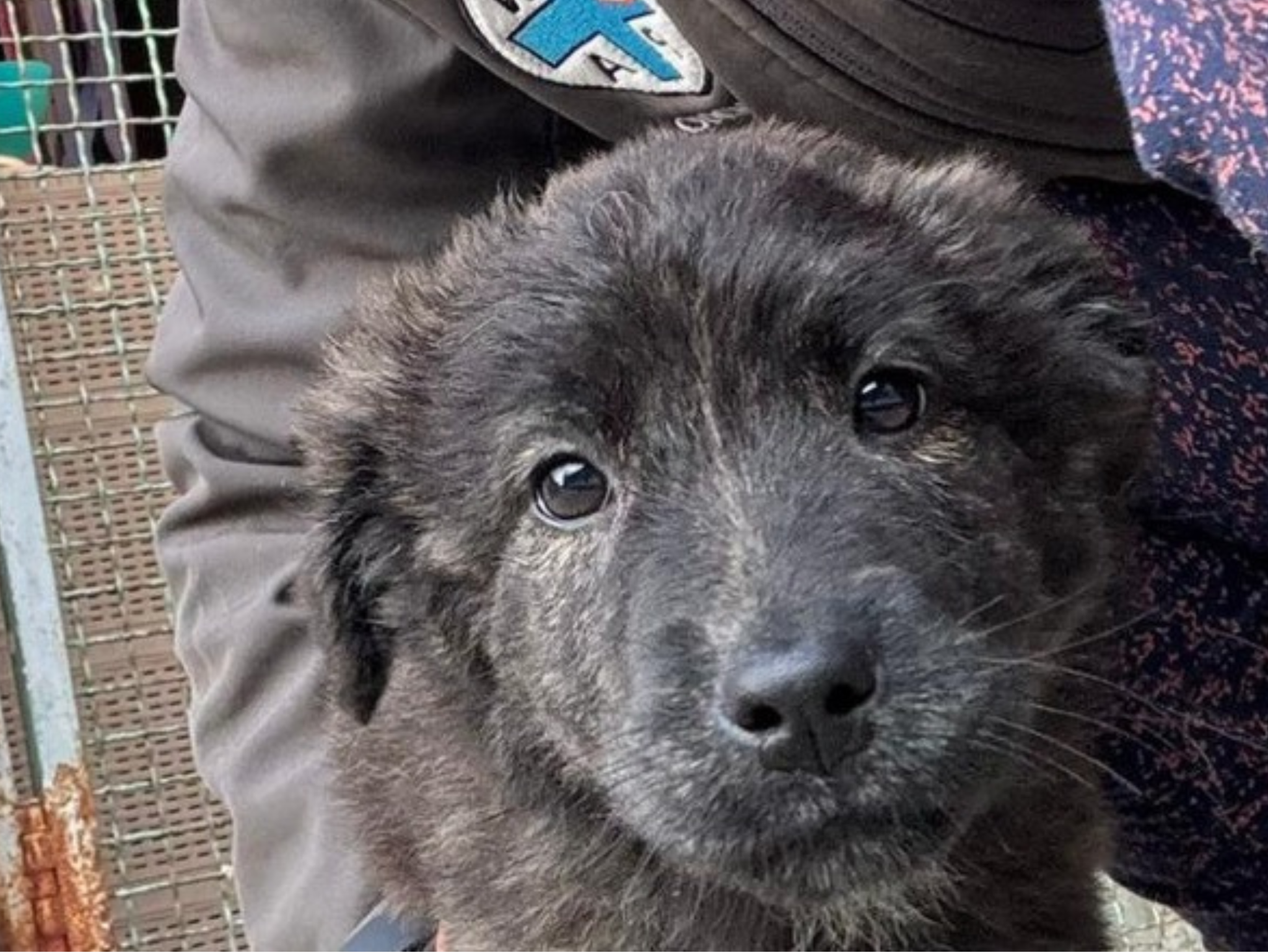 ENPA raccolta fondi su Rete del Dono