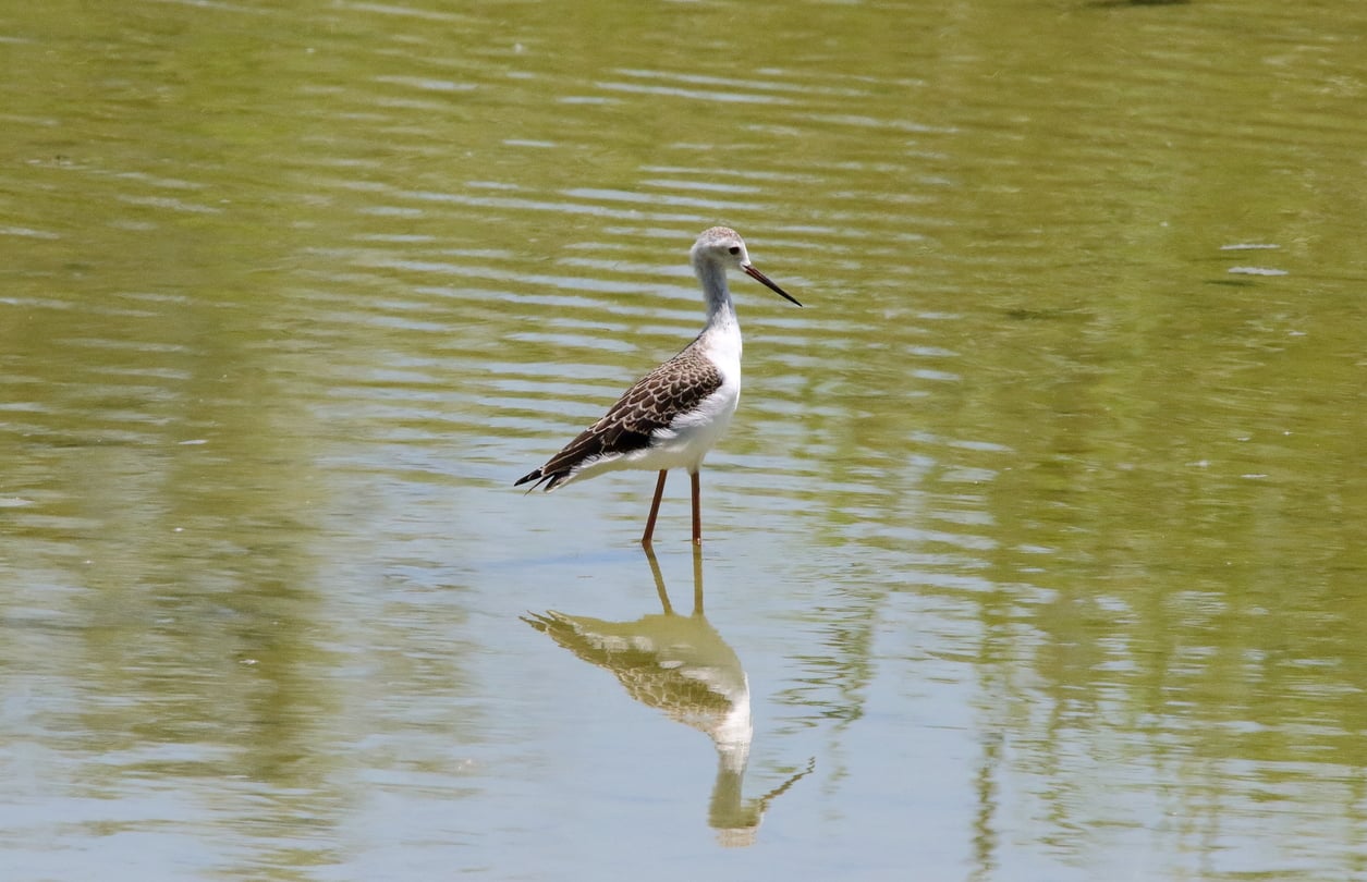 Uno sguardo sul Paradiso per fare educazione 