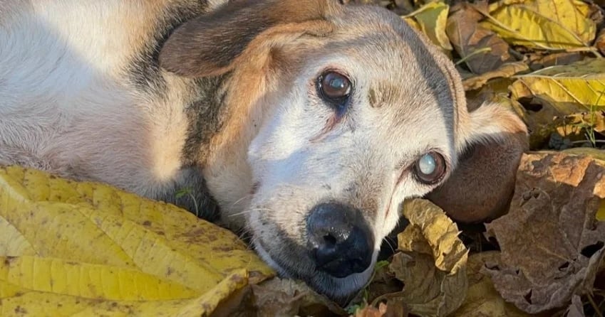 AIUTACI A TENERLI AL CALDO!