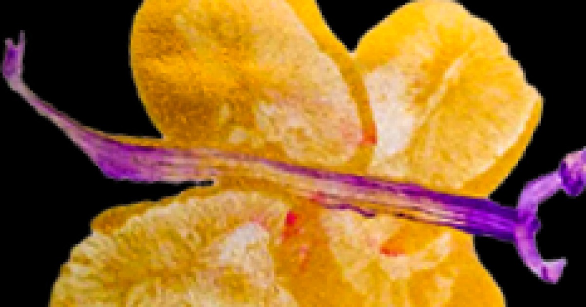 Classe Rossa per Associazione Eva Maria di chiara ines petroni Classe Rossa per Associazione Eva Maria-chiara ines petroni