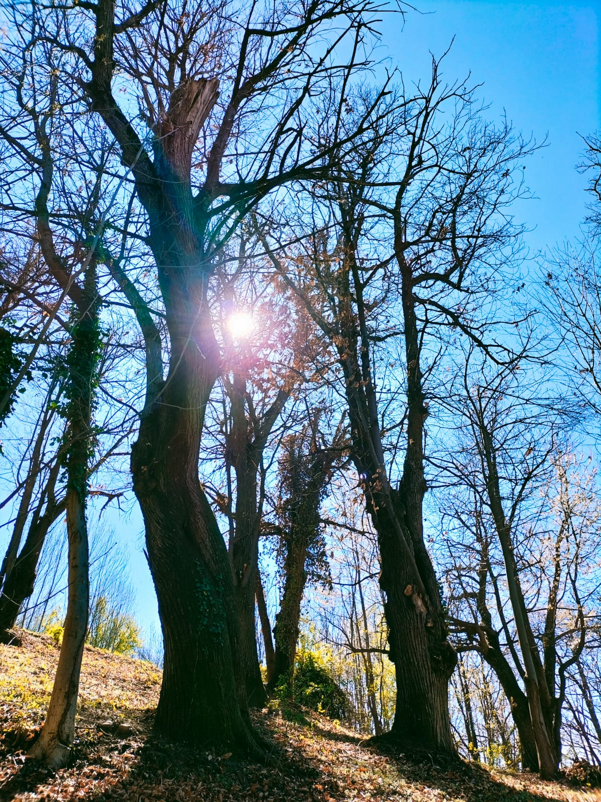 ADOZIONE per 1 Anno - RACCOGLI I FRUTTI E LA LEGNA