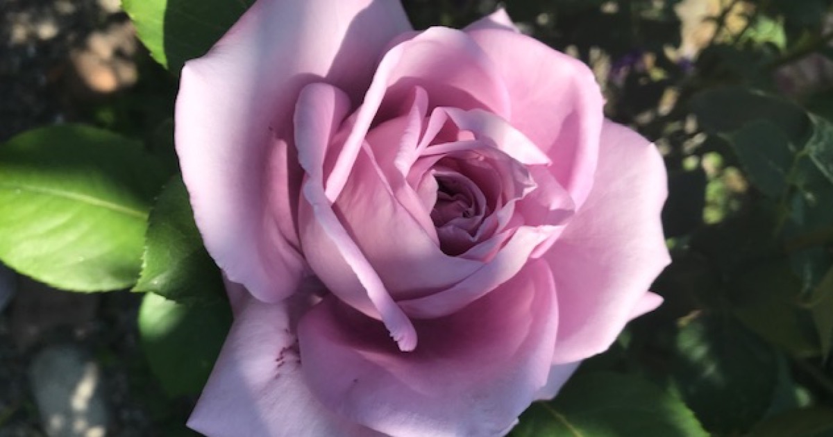 La vie en rose, life in PINK-Lenka Lodo