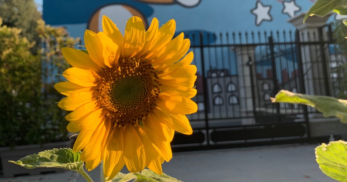 Press Factor di Gilberto Bortesi Press Factor-Gilberto Bortesi