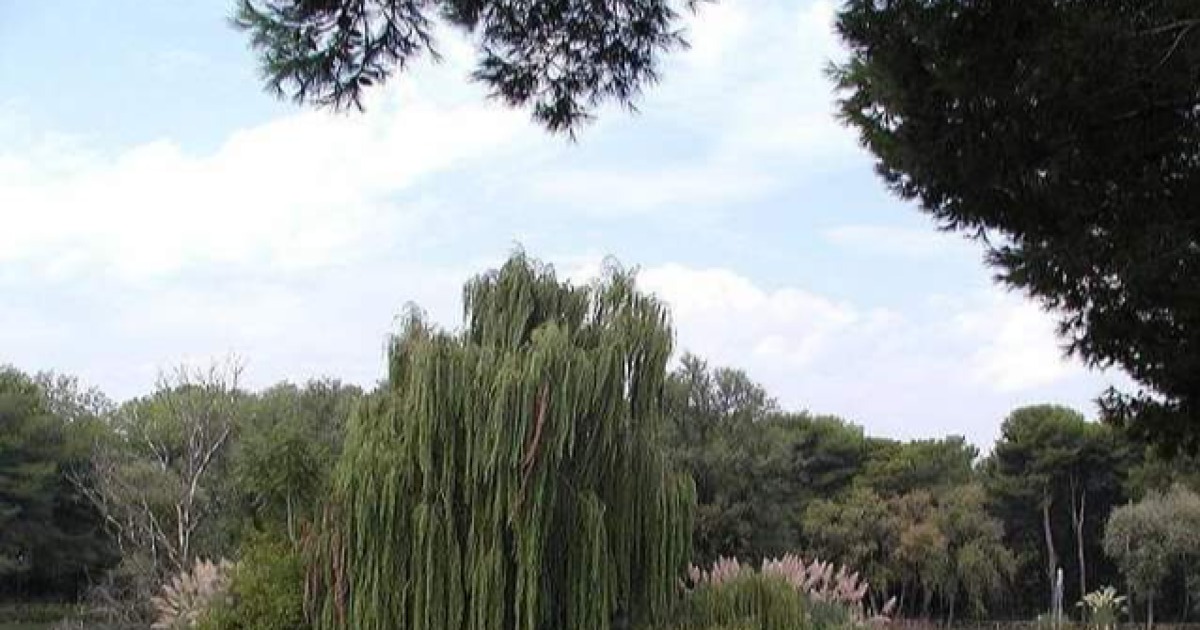 Raccolta fondo forestale-LORENZO CARDILLO