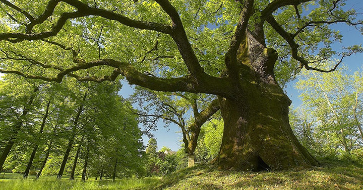 caravillani arte e foreste-giorgio grasselli