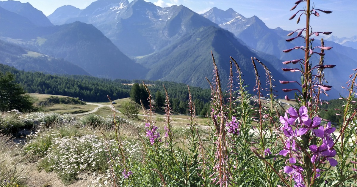 Per mia Madre e per la Ricerca di barbara songia Per mia Madre e per la Ricerca-barbara songia