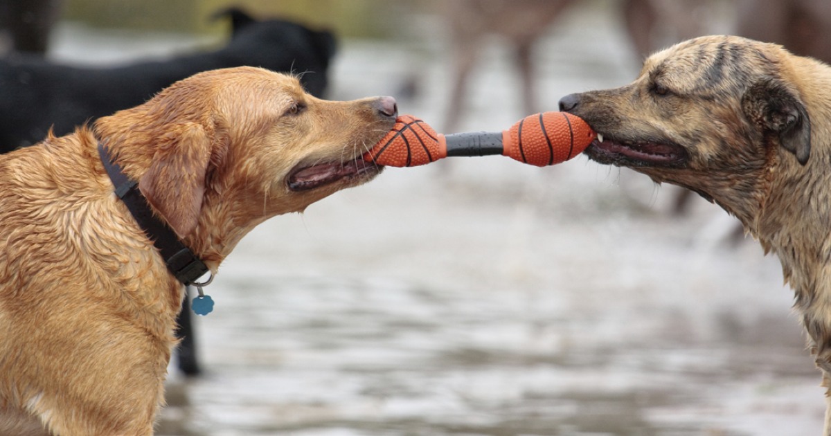I ricchi e poveri di Vincenzo Donadio I ricchi e poveri-Vincenzo Donadio