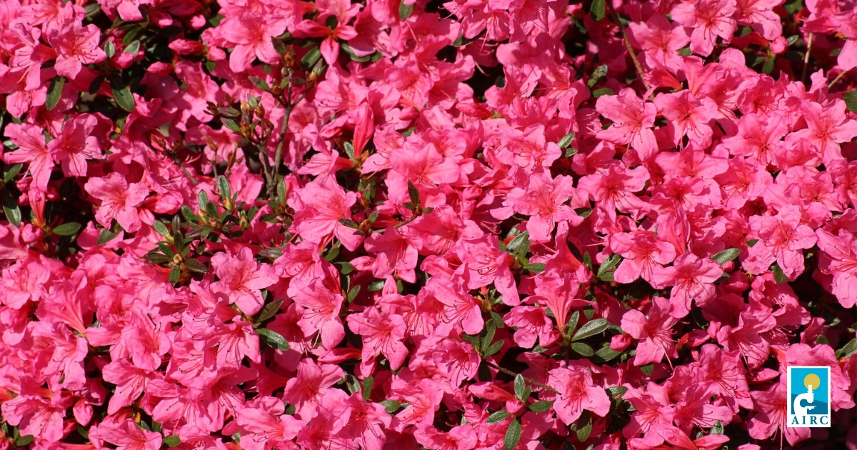 In memoria di Papà Guido di Marco Perelli Rocco In memoria di Papà Guido-Marco Perelli Rocco