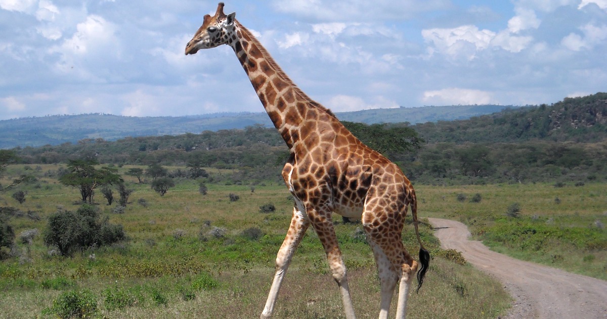 We are all Africans! W le ostetriche!-Alberto Zuecco